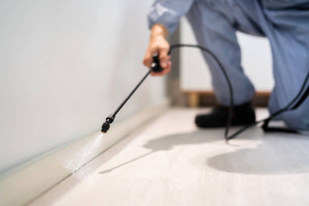 Licensed Ant Control service in St. Francisville, LA - Show Me Pest Control